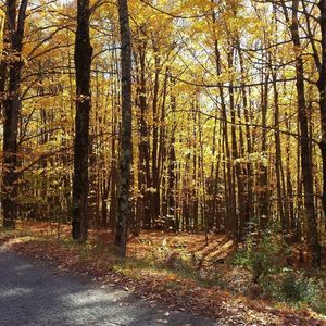 Meet your Posher, Suzanne